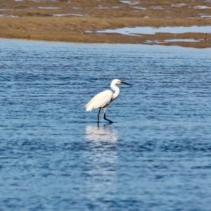 Egretta garzetta at Merimbula, NSW - 26 Apr 2018 11:22 AM
