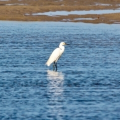 Egretta garzetta at Merimbula, NSW - 26 Apr 2018