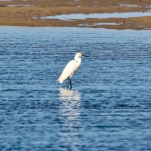 Egretta garzetta at Merimbula, NSW - 26 Apr 2018