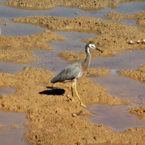 Egretta novaehollandiae at Merimbula, NSW - 26 Apr 2018