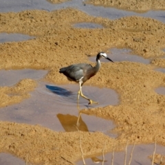 Egretta novaehollandiae at Merimbula, NSW - 26 Apr 2018