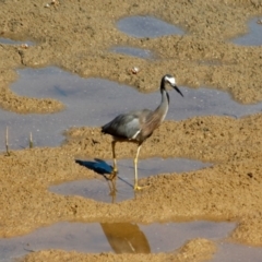 Egretta novaehollandiae at Merimbula, NSW - 26 Apr 2018