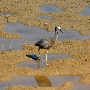 Egretta novaehollandiae at Merimbula, NSW - 26 Apr 2018