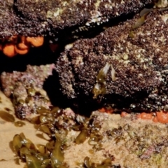 Tethya ingalli (Orange golfball sponge) at Merimbula, NSW - 26 Apr 2018 by RossMannell