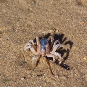 Mictyris platycheles at Merimbula, NSW - 26 Apr 2018