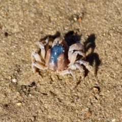 Mictyris platycheles at Merimbula, NSW - 26 Apr 2018