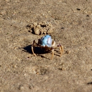 Mictyris longicarpus at Merimbula, NSW - 26 Apr 2018