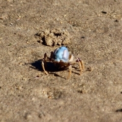 Mictyris longicarpus (Soldier Crab) at Merimbula, NSW - 26 Apr 2018 by RossMannell