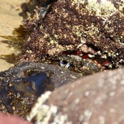 Leptograpsus variegatus (Purple Rock Crab) at - 26 Apr 2018 by RossMannell