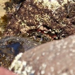 Leptograpsus variegatus at Bar Beach, Merimbula - 26 Apr 2018