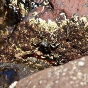 Leptograpsus variegatus at Bar Beach, Merimbula - 26 Apr 2018