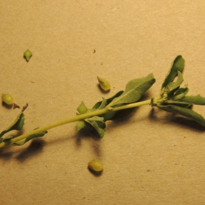 Atriplex semibaccata (Creeping Saltbush) at Fyshwick, ACT - 28 Apr 2018 by MichaelBedingfield