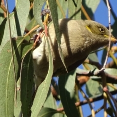 Ptilotula fusca (Fuscous Honeyeater) at Red Hill Nature Reserve - 23 Apr 2018 by roymcd