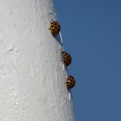 Harmonia conformis (Common Spotted Ladybird) at Red Hill Nature Reserve - 23 Apr 2018 by roymcd