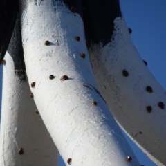 Harmonia conformis at Garran, ACT - 23 Apr 2018