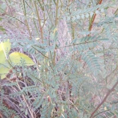 Indigofera adesmiifolia (Tick Indigo) at Stromlo, ACT - 25 Apr 2018 by MichaelMulvaney