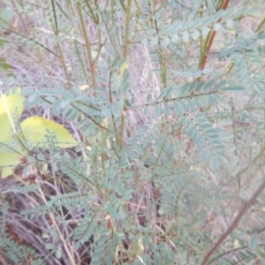Indigofera adesmiifolia at Stromlo, ACT - 25 Apr 2018