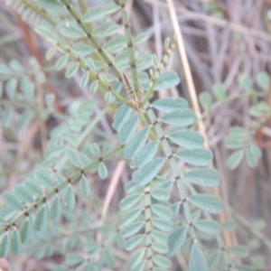 Indigofera adesmiifolia at Stromlo, ACT - 25 Apr 2018 11:39 AM