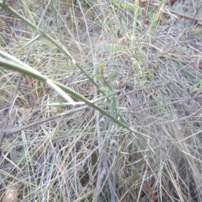 Discaria pubescens (Australian Anchor Plant) at Stromlo, ACT - 25 Apr 2018 by MichaelMulvaney