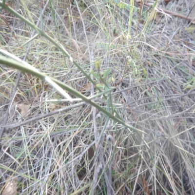 Discaria pubescens (Australian Anchor Plant) at Bullen Range - 25 Apr 2018 by MichaelMulvaney