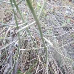 Discaria pubescens at Stromlo, ACT - 25 Apr 2018 11:40 AM