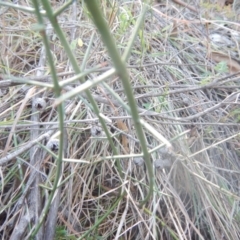 Discaria pubescens at Stromlo, ACT - 25 Apr 2018