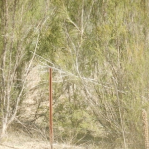 Vombatus ursinus at Stromlo, ACT - 25 Apr 2018