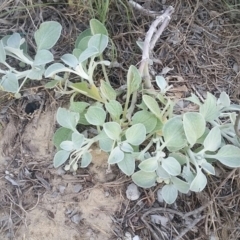 Arctotheca populifolia (Beach Daisy) at Pambula, NSW - 1 May 2018 by DeanAnsell