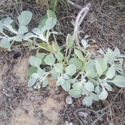 Arctotheca populifolia (Beach Daisy) at Ben Boyd National Park - 1 May 2018 by DeanAnsell