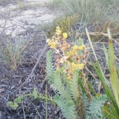 Euphorbia paralias (Sea Spurge ) at Pambula - 30 Apr 2018 by DeanAnsell