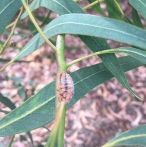 Monophlebulus sp. (genus) at Rivett, ACT - 28 Apr 2018