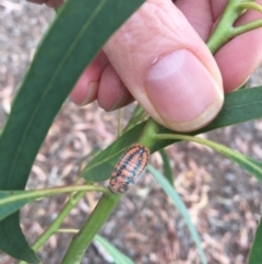 Monophlebulus sp. (genus) at Rivett, ACT - 28 Apr 2018 02:25 PM