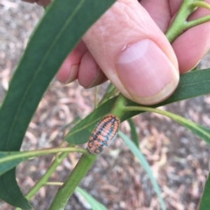 Monophlebulus sp. (genus) at Rivett, ACT - 28 Apr 2018 02:25 PM