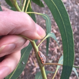 Monophlebulus sp. (genus) at Rivett, ACT - 28 Apr 2018 02:25 PM