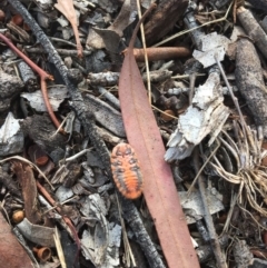 Monophlebulus sp. (genus) at Rivett, ACT - 28 Apr 2018