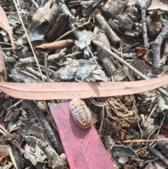 Monophlebulus sp. (genus) at Rivett, ACT - 28 Apr 2018