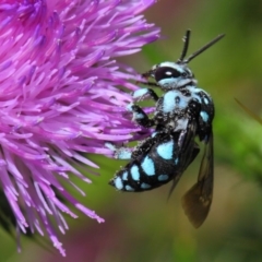 Thyreus caeruleopunctatus at Canberra Central, ACT - 20 Feb 2018 12:57 PM