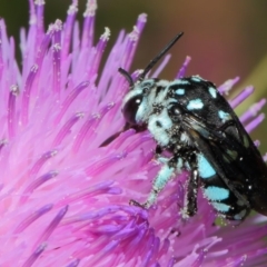 Thyreus caeruleopunctatus at Canberra Central, ACT - 20 Feb 2018 12:57 PM