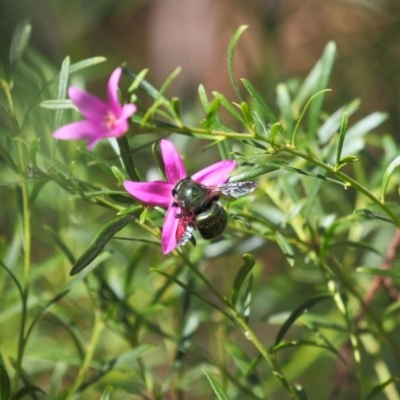 Xylocopa (Lestis) aerata (Golden-Green Carpenter Bee) at ANBG - 16 Apr 2017 by TimL