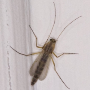 Chironomidae (family) at Ainslie, ACT - 1 Apr 2018 12:00 AM