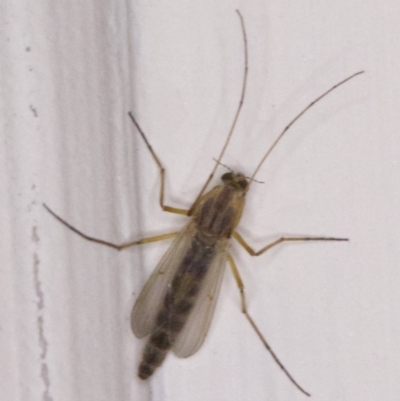 Chironomidae (family) (Non-biting Midge) at Ainslie, ACT - 31 Mar 2018 by jbromilow50