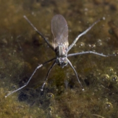 Brachydeutera sydneyensis (Shore fly) at Mount Majura - 5 May 2018 by jb2602