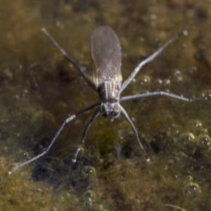 Brachydeutera sydneyensis at Canberra Central, ACT - 5 May 2018 12:04 PM