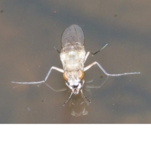 Brachydeutera sydneyensis at Canberra Central, ACT - 5 May 2018 12:04 PM