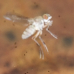 Brachydeutera sydneyensis at Canberra Central, ACT - 5 May 2018 12:04 PM