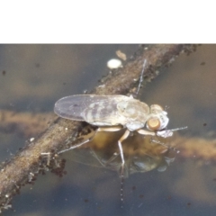 Brachydeutera sydneyensis at Canberra Central, ACT - 5 May 2018 12:04 PM