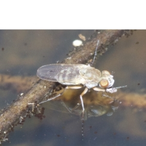 Brachydeutera sydneyensis at Canberra Central, ACT - 5 May 2018