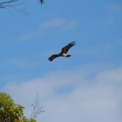 Lophoictinia isura (Square-tailed Kite) at Ulladulla, NSW - 10 Nov 2014 by PaulH
