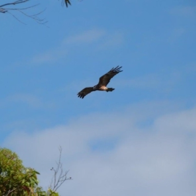 Lophoictinia isura (Square-tailed Kite) at Ulladulla, NSW - 10 Nov 2014 by PaulH