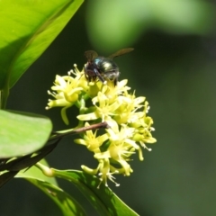 Xylocopa (Lestis) aerata (Golden-Green Carpenter Bee) at ANBG - 28 Apr 2018 by Tim L